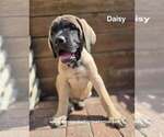 Daisy - Female Mastiff Puppy for Sale - Photo #4