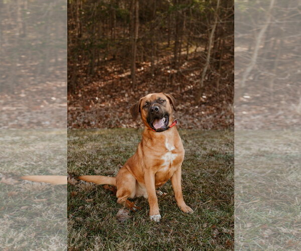 Medium Photo #1 American Pit Bull Terrier-Unknown Mix Puppy For Sale in Low Moor, VA, USA