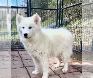 Siberian Husky Puppy for sale in SANDY HOOK, KY, USA