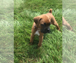 Small #2 Boxer