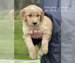 Small Photo #5 Aussiedoodle Puppy For Sale in BATTLE GROUND, WA, USA