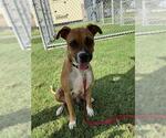 Small #1 Boxer Mix