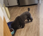Small Photo #1 Poodle (Toy) Puppy For Sale in COPPERAS COVE, TX, USA