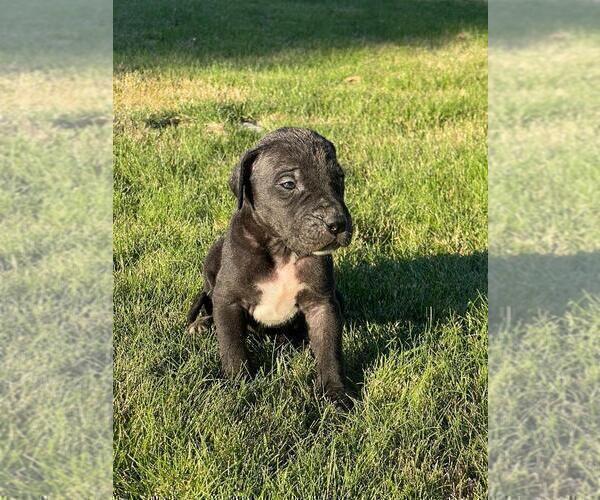 Medium Photo #3 Great Dane Puppy For Sale in MOSES LAKE, WA, USA