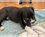 Small Photo #11 Boxer Puppy For Sale in SPRINGFIELD, OR, USA