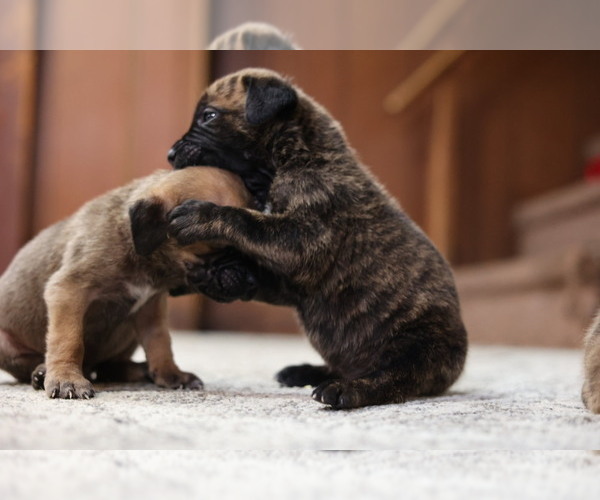 Medium Photo #5 Cane Corso Puppy For Sale in BLOOMFIELD HILLS, MI, USA