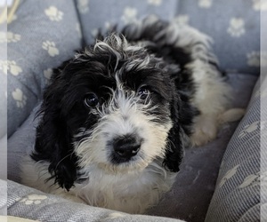 Cavachon Puppy for sale in FREDERICKSBURG, OH, USA