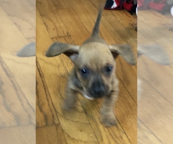 Medium Photo #1 Dachshund Puppy For Sale in LONG BEACH, CA, USA