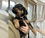 Small Photo #1 Rottweiler Puppy For Sale in YUCAIPA, CA, USA