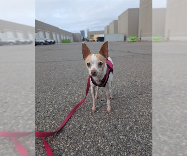Medium Photo #1 Chihuahua Puppy For Sale in Vaughan, Ontario, Canada