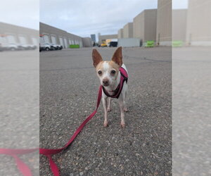 Chihuahua Dogs for adoption in Vaughan, Ontario, Canada