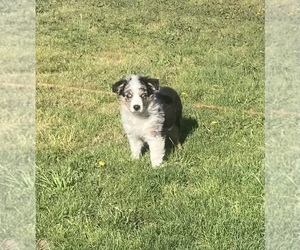 Miniature Australian Shepherd Puppy for sale in FORT MORGAN, CO, USA