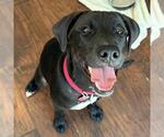 Small Photo #20 Labrador Retriever-Unknown Mix Puppy For Sale in San Diego, CA, USA