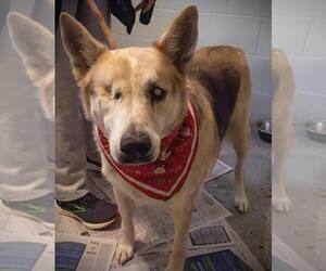 Siberian Husky Dogs for adoption in Frenchburg, KY, USA