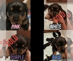 Small Photo #1 Rottweiler Puppy For Sale in DELAND, FL, USA