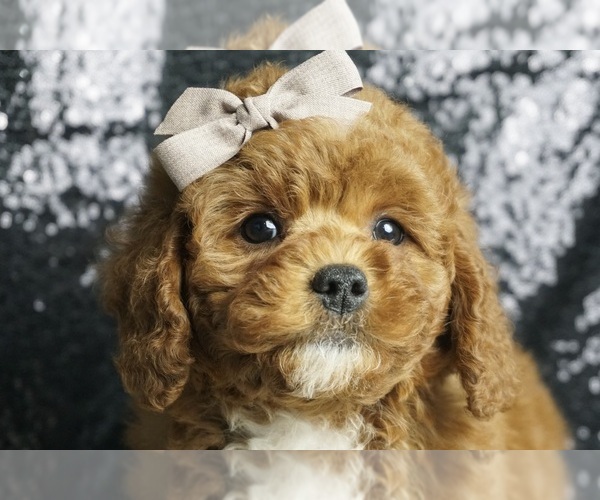 Medium Photo #7 Poodle (Toy) Puppy For Sale in WARSAW, IN, USA