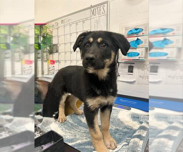 Medium Photo #1 German Shepherd Dog-Unknown Mix Puppy For Sale in Alameda, CA, USA