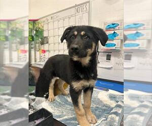 German Shepherd Dog-Unknown Mix Dogs for adoption in Alameda, CA, USA