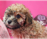 Small Photo #40 Poodle (Toy) Puppy For Sale in CHANUTE, KS, USA