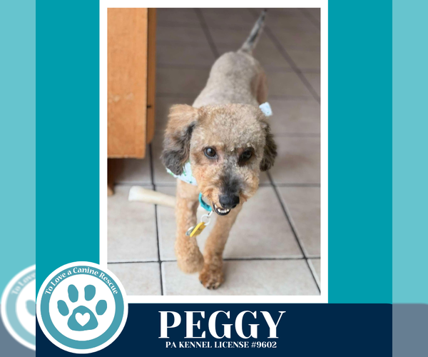 Medium Photo #3 Mutt Puppy For Sale in Kimberton, PA, USA