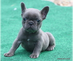 Image preview for Ad Listing. Nickname: Litter of 3