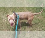 Small American Pit Bull Terrier Mix