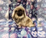 Image preview for Ad Listing. Nickname: Ewok