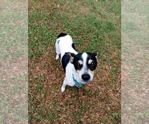 Rat Terrier-Unknown Mix Dogs for adoption in Arlington, VA, USA