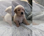 Small Photo #8 Golden Retriever Puppy For Sale in MODESTO, CA, USA