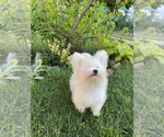 Small #2 Bichon Frise-Morkie Mix