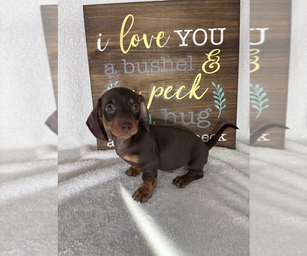 Medium Photo #5 Dachshund Puppy For Sale in GREENFIELD, IN, USA