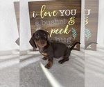 Diesel - Male Dachshund Puppy for Sale - Photo #5