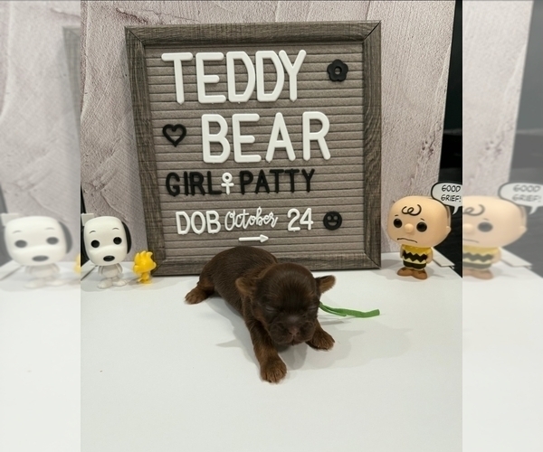 Medium Photo #4 Zuchon Puppy For Sale in NEW YORK MILLS, MN, USA