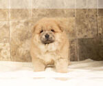 Puppy 6 Chow Chow