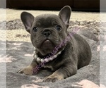 Puppy 2 French Bulldog