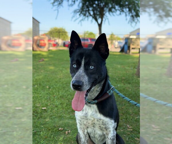 Medium Photo #1 Catahoula Leopard Dog Puppy For Sale in Sugar Land, TX, USA