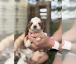 Puppy Puppy 9 Goldendoodle (Miniature)