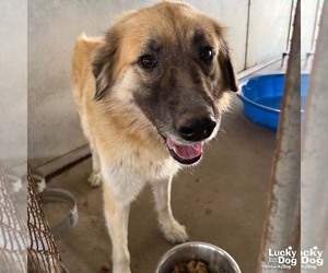 Anatolian Shepherd-Unknown Mix Dogs for adoption in Washington, DC, USA
