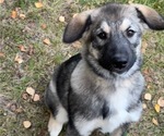 Litter of 10 - Male(s) and Female(s) Alaskan Malamute-German Shepherd Dog MixLitter of Puppies for Sale - Photo #3