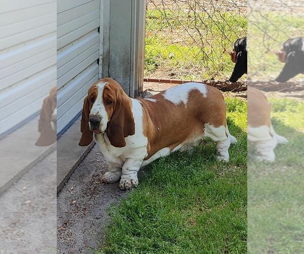 Medium Photo #7 Basset Hound Puppy For Sale in NEWBERN, TN, USA