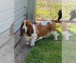 Small #6 Basset Hound