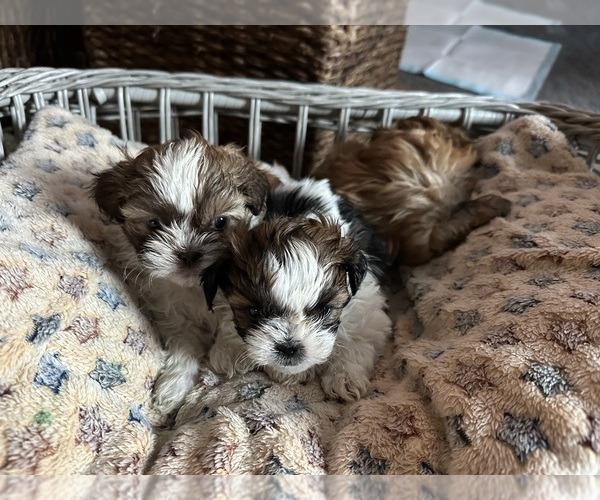 Medium Photo #6 Shih Tzu Puppy For Sale in STOKESDALE, NC, USA