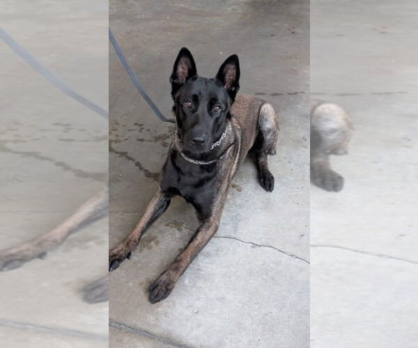 Medium Photo #4 Mutt Puppy For Sale in Imlay City, MI, USA