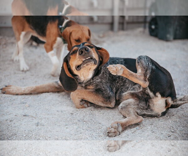Medium Photo #9 Coonhound Puppy For Sale in Las Vegas, NV, USA