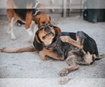 Small #8 Coonhound