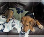 Small Photo #6 Coonhound-Unknown Mix Puppy For Sale in Crystal, MN, USA
