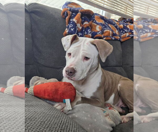 Medium Photo #3 Mutt Puppy For Sale in Mount Laurel, NJ, USA