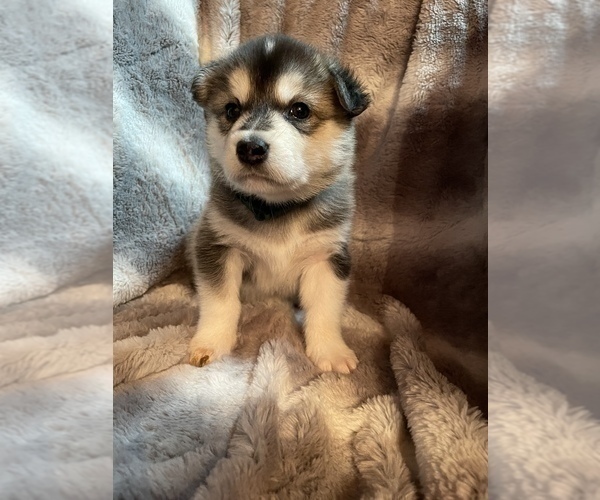 Medium Photo #16 Alusky Puppy For Sale in GARDEN GROVE, CA, USA