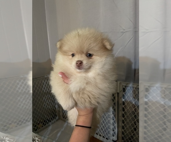 Medium Photo #5 Pomeranian Puppy For Sale in HYNDMAN, PA, USA