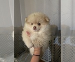 Small Photo #5 Pomeranian Puppy For Sale in HYNDMAN, PA, USA